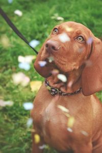 Close-up of dog