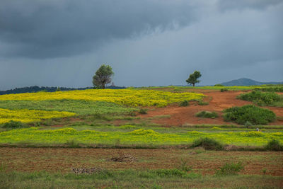 Scenic view of field against cloudy sky