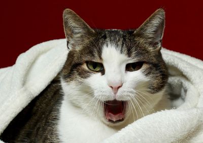 Close-up portrait of a cat