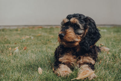 Portrait of a two month old cockapoo puppy relaxing on a grass in the garden, selective focus.