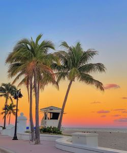 palm tree