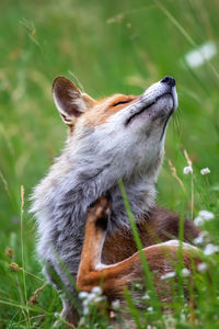 Fox on field