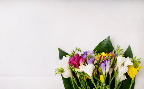 Close-up of purple flowering plant against white background