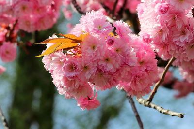 Close-up of pink cherry blossoms