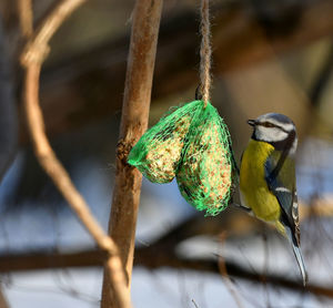 Close-up of bird perching on branch