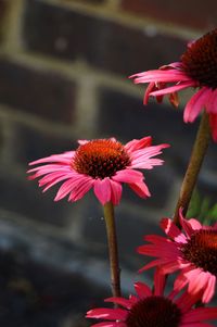 Close-up of pink flower