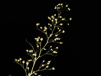 Close-up of flower over black background