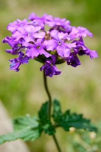 Close-up of purple flowering plant