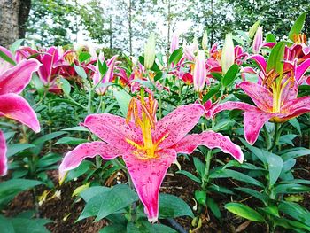 Close-up of pink flowers