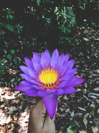 Close-up of hand holding flower