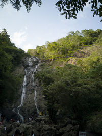 Low angle view of waterfall in forest