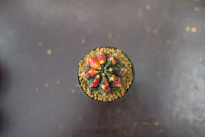 High angle view of fruits on table