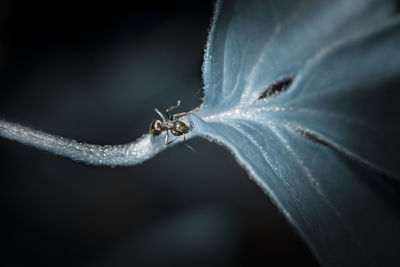 Close-up of ant on leaf