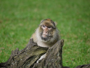 Portrait of monkey sitting on wood