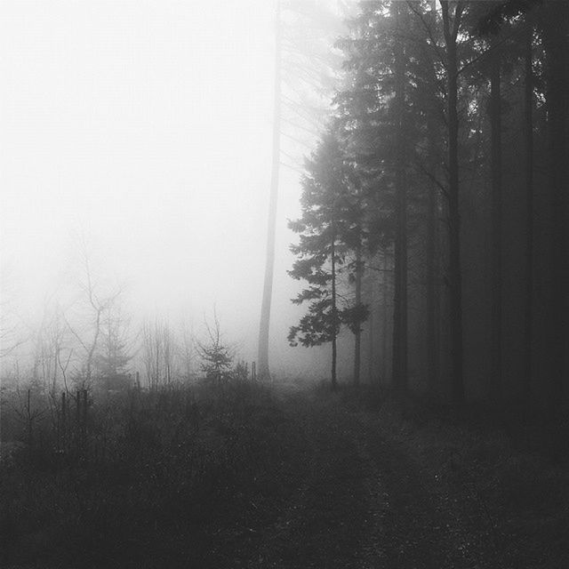 tree, fog, foggy, tranquility, tranquil scene, nature, the way forward, weather, scenics, beauty in nature, growth, forest, landscape, non-urban scene, day, field, bare tree, outdoors, mist