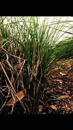 Close-up of plants growing on field