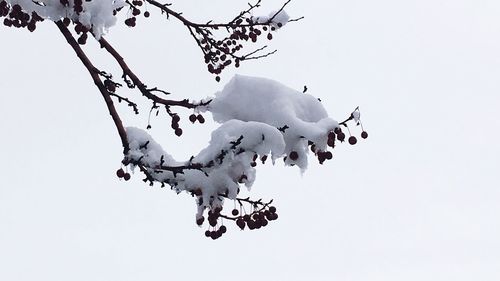 Low angle view of tree against clear sky