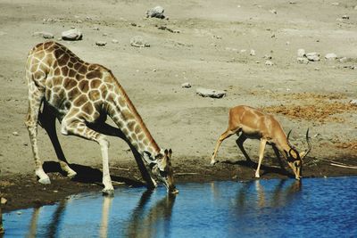 Horse drinking water