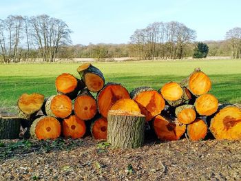 Stack of logs on field against sky