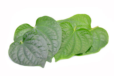 Close-up of green leaves against white background