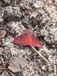 High angle view of butterfly on leaves during autumn