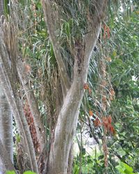 Close-up of tree trunk in forest