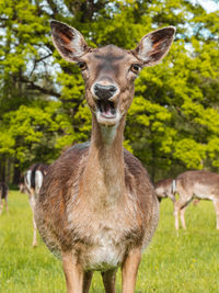 Close up deer, eating grass 