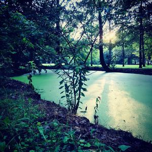 Scenic view of forest