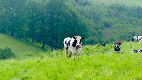 Cows grazing in pasture