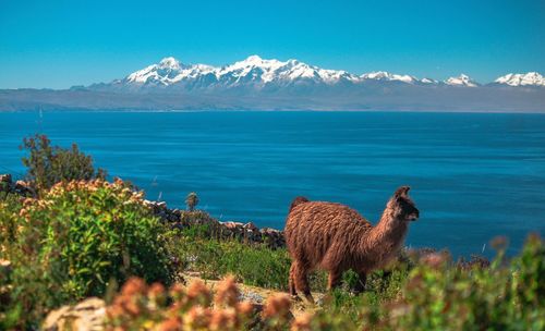 Llama standing by lake against blue sky