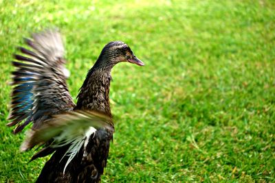 Close-up of bird flapping wings on field