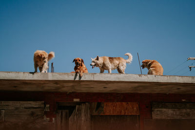 Low angle view of horses on wood against sky