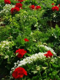 Close-up of red flowers