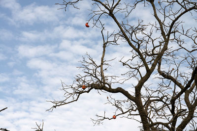 Low angle view of bare tree against sky