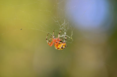 Close-up of spider on web