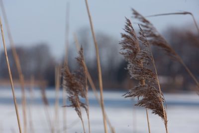 Close-up of plant against blurred background