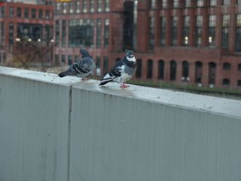  perching doves