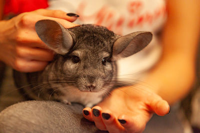 Close-up of hand holding chinchilla