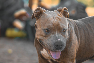 Close-up portrait of dog outdoors