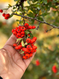 Cropped hand of woman holding fruit