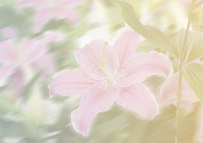 Close-up of pink flowers