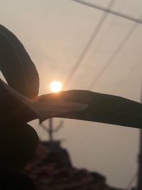 Close-up of silhouette plant against sky during sunset