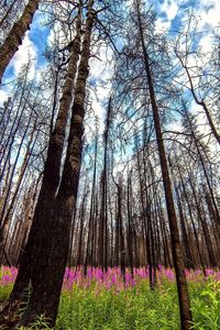 Low angle view of flower trees against sky