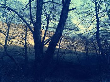 Bare trees in forest against sky