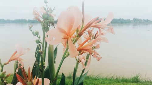 Close-up of fresh flowers blooming in lake against sky