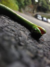 Close-up of leaf