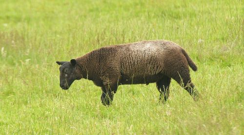 Side view of a horse walking on field