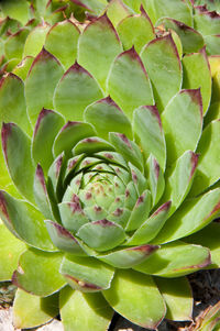 Full frame shot of succulent plant