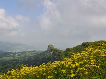 Yellow flowers on landscape against sky