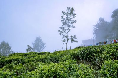 Plants and trees on field against sky